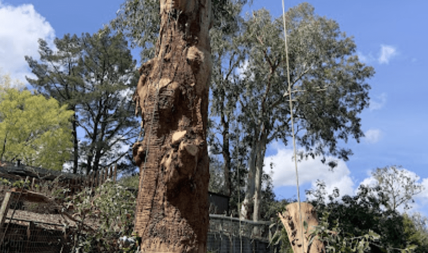 Mady's Tree Care