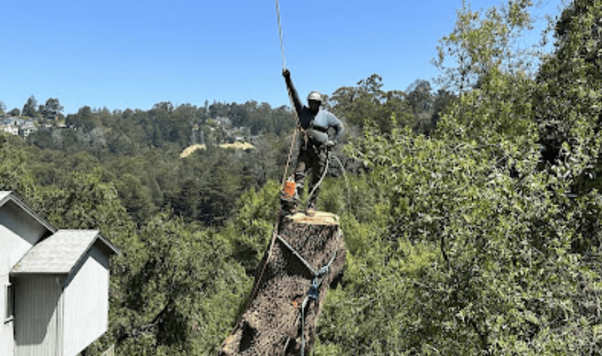 Mady's Tree Care